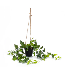 גרין ליבס הנגינג פלנט