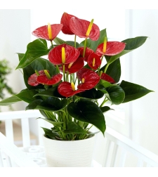 Tall anthurium