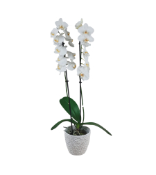 Phalaenopsis orchid with two branches with pot