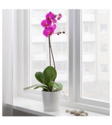 Phalaenopsis orchid one branch with pot