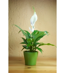 Peace lily (Spathiphyllum) with pot