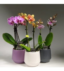 Beautiful Phalaenopsis Mini Orchid