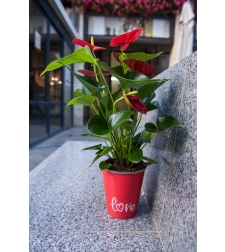 Red Anthurium in the small pot