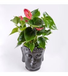 Red Anthurium in a Buddha Flowerpot