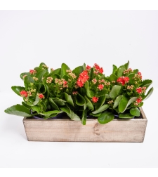 3 Kalanchoe Plants in a Wooden Box