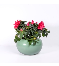 Azalea in a Variety of Colors-Flowerpot Included