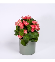 Rose Begonia in a Variety of Colors, Flowerpot Included