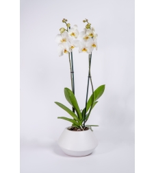 Tall White Orchid with Two Branches