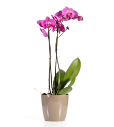 Purple Orchid with Two Branches