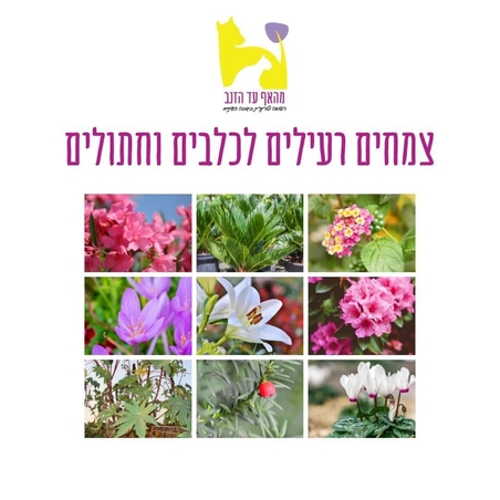 צמחים רעילים לכלבים וחתולים