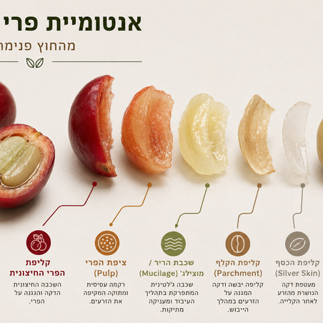 אנטומיית פרי הקפה: מה באמת מסתתר בתוך דובדבן הקפה?