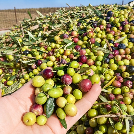 גידול זיתים בגולן: מהכרם ועד מועד המסיק