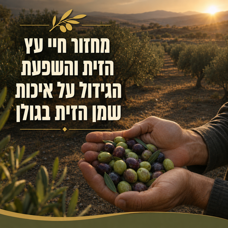 מחזור חיי עץ הזית והשפעת הגידול על איכות שמן הזית בגולן