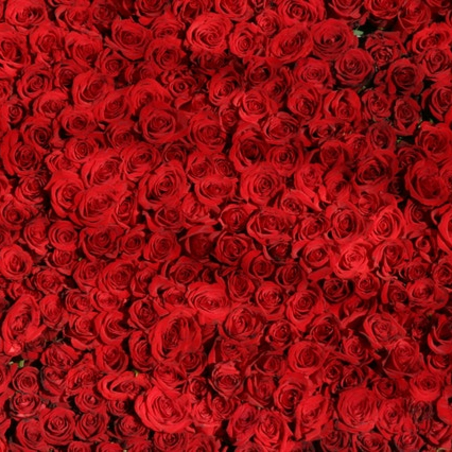 ורדים – כל מה שרציתם לדעת 