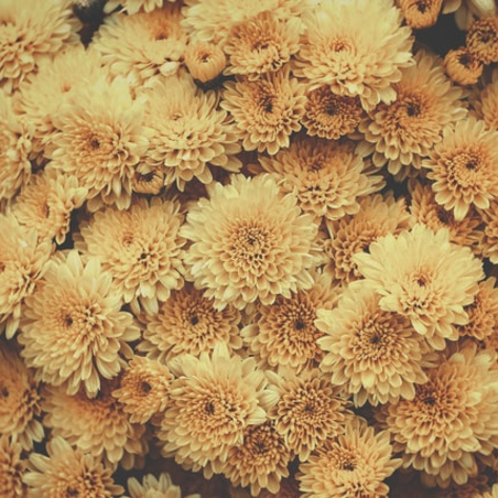 Chrysanthemums - universal flowers