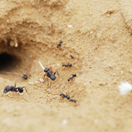 שמים סוף לנמלים