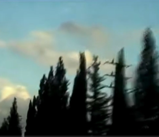 ברושים | Cypress