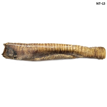 קרניבור קנה באפלו - 30 ס