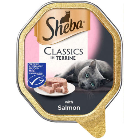 שיבא פטה סלומון Sheba