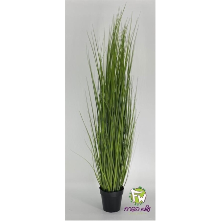 צימחיה נוי - גובה מטר וחצי - 20