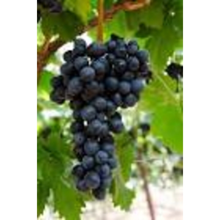 ענבים שחורים