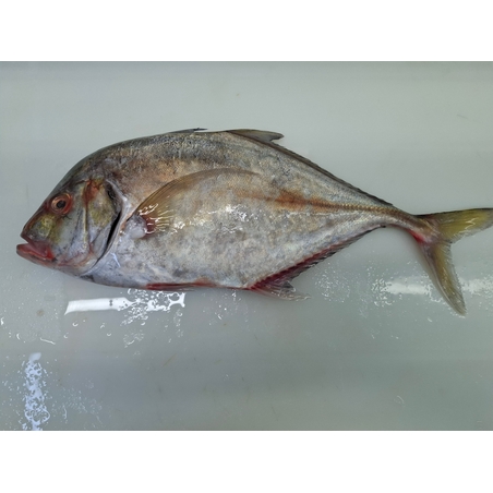 טורולוס (טרחון)