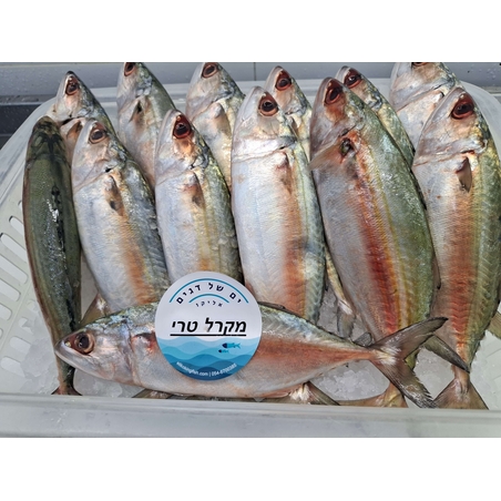 מקרל (קוליס)