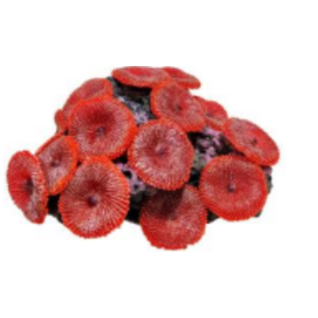דקורציה אלמוג דגם SH 218 R למים מלוחים ומתוקים - Coral decoration model SH 218 R for salt and fresh water