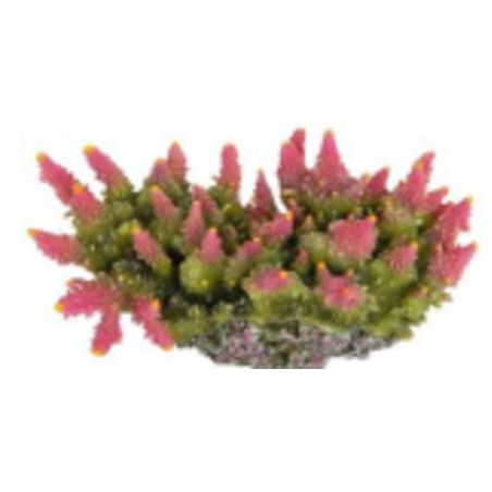 דקורציה אלמוג דגם SH 143 למים מלוחים ומתוקים - Coral decoration model SH 143 for salt and fresh water