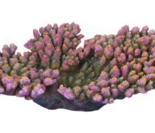 דקורציה אלמוג דגם AC 2163 למים מלוחים ומתוקים - Coral decoration model AC 2163 for salt and fresh water