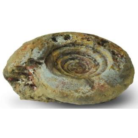 סלע דקורציה סטייל אמונייט דגם 4 אקווריסטיק - 4 Decorative Rock Ammonite module
