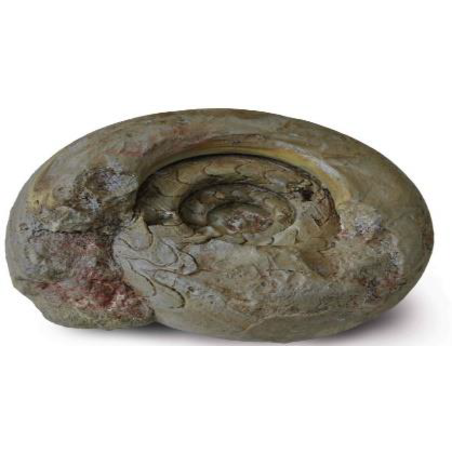 סלע דקורציה סטייל אמונייט דגם 7 אקווריסטיק - 7 Decorative Rock Ammonite module