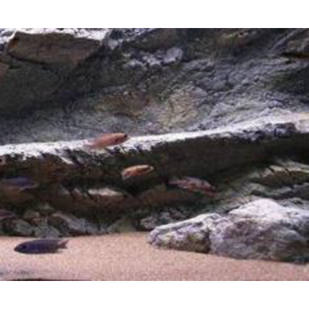 רקע תלת מימד סלעי דגם פפואה 98X48 אקווריסטיק Aquarium Rocky 3D background Model Papua