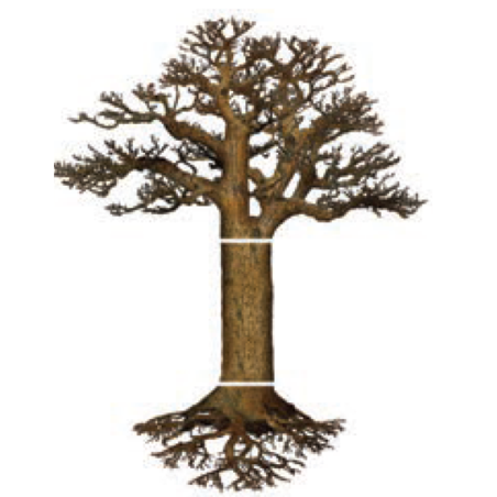 מפל העץ וחלקיו