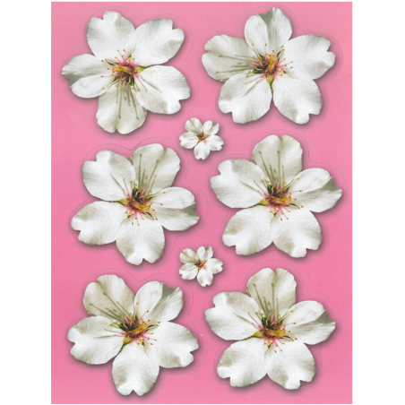 פרחי שקדיה גזירות להדבקה והמחשה