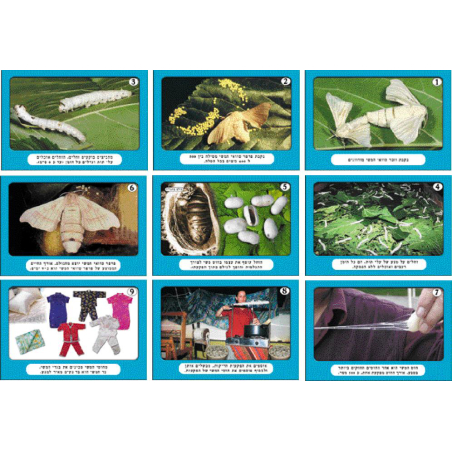 ערכת פרפר טוואי המשי