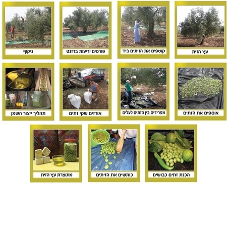 ערכת הזית  GL