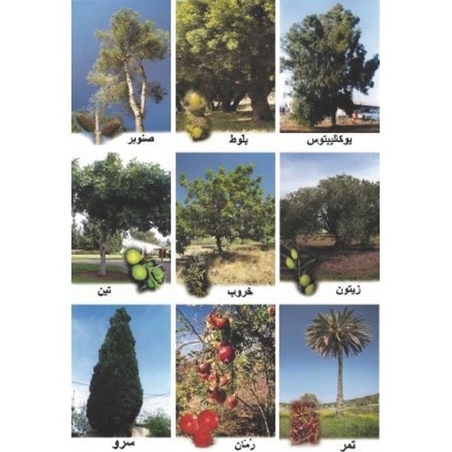 ערכת עצים בערבית GL