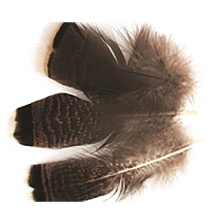 נוצות מוזהבות, 15 ס