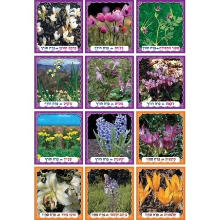 ערכת תמונות פרחי סתיו וחורף GL