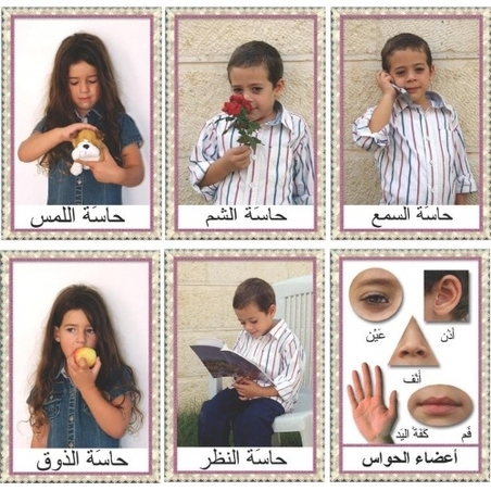 ערכת חושים בערבית GL