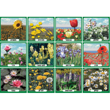 ערכת תמונות פרחי אביב וקיץ