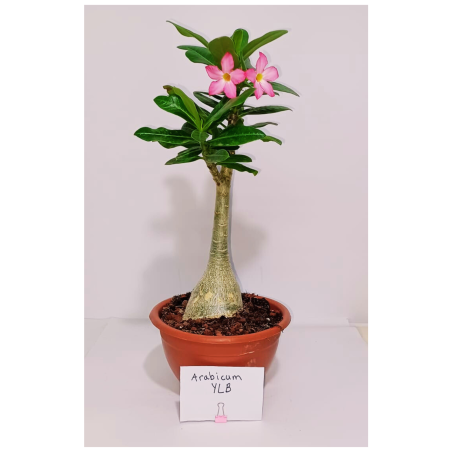 אדניום ARABICUM YLB