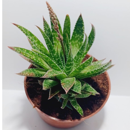 אלוי  Maculata