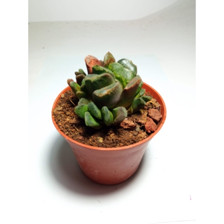 הוורטיה  Haworthia truncata hybrid