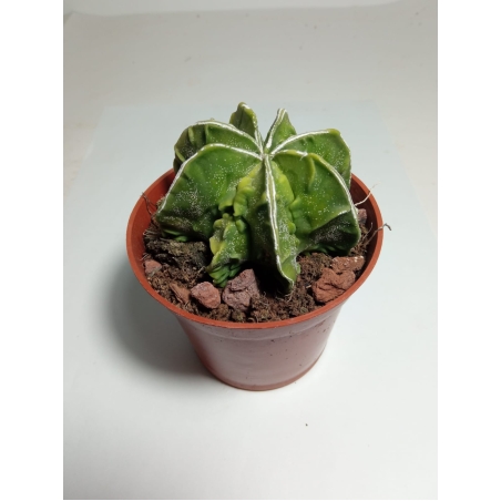 אסטרופיטום Astrophytum myriostigma fukuryu פס לבן