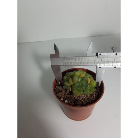 הוורטיה קופרי Haworthia cooperi