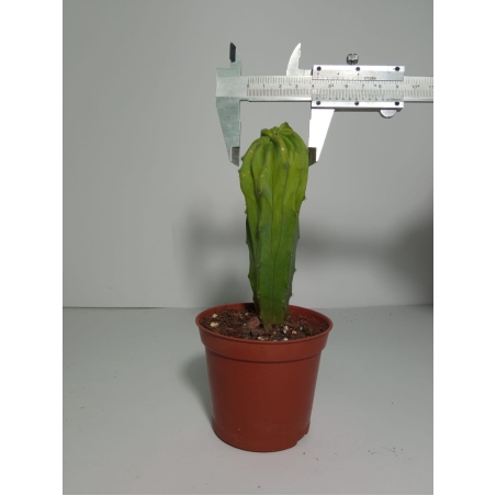 מרטילו קקטוס קיסטטה Myrtillocactus Cristata