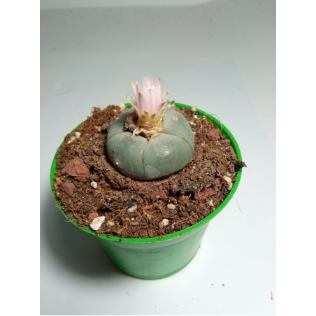 Lophophora Williamsii