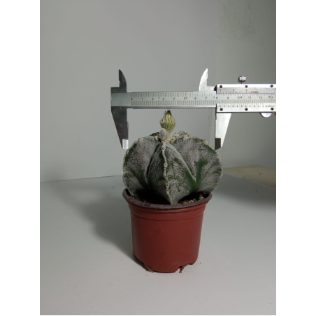 Astrophytum myriostigma cv. ONZUKA